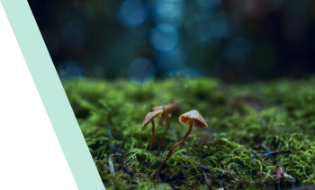 生態(tài)修復(fù)技術(shù)