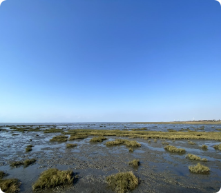 人工濕地，人工濕地建設(shè)