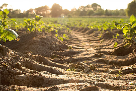 農(nóng)用地土壤污染的主要特征
