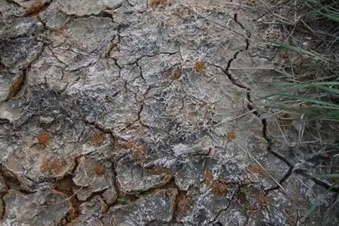 土壤檢測(cè) 土壤檢測(cè)